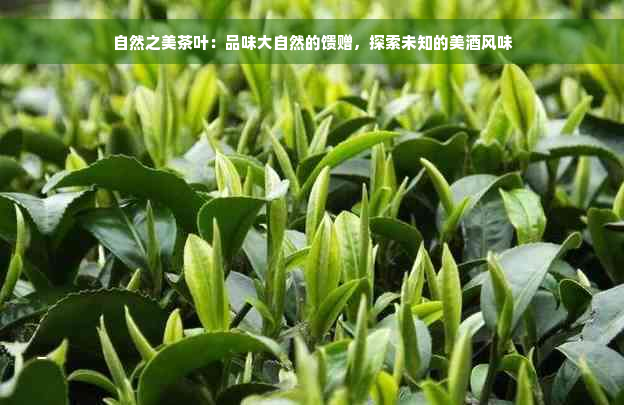 自然之美茶叶：品味大自然的馈赠，探索未知的美酒风味