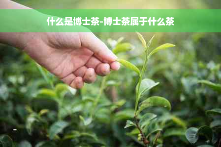 什么是博士茶-博士茶属于什么茶