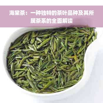 海棠茶：一种独特的茶叶品种及其所属茶系的全面解读