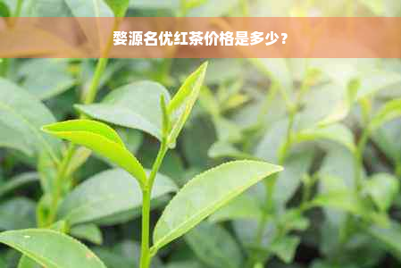 婺源名优红茶价格是多少？