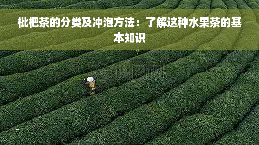 枇杷茶的分类及冲泡方法：了解这种水果茶的基本知识