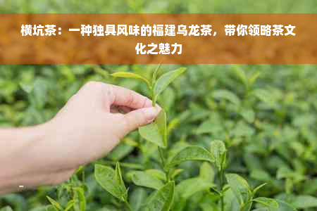 横坑茶：一种独具风味的福建乌龙茶，带你领略茶文化之魅力