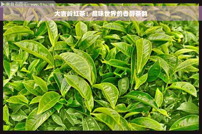 大吉岭红茶：品味世界的香醇茶韵