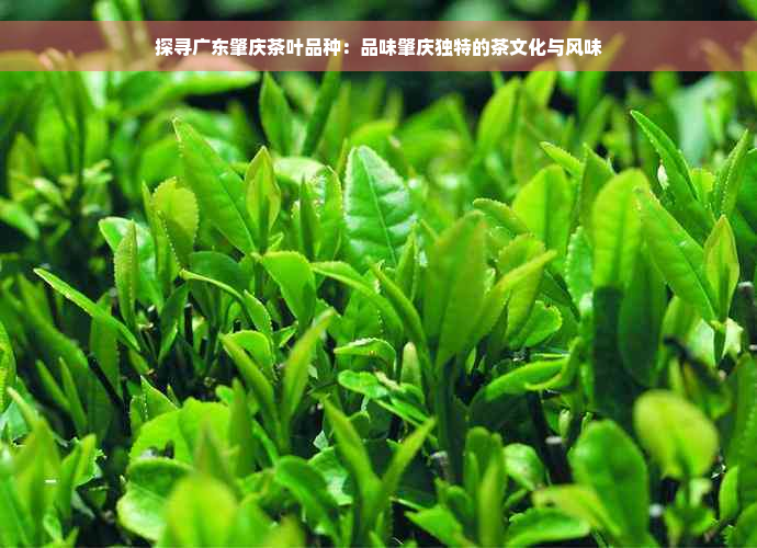 探寻广东肇庆茶叶品种：品味肇庆独特的茶文化与风味