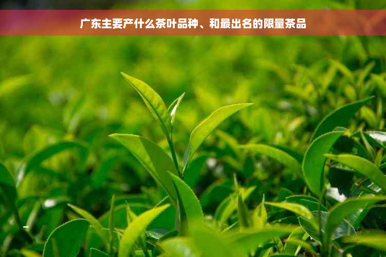 广东主要产什么茶叶品种、和最出名的限量茶品