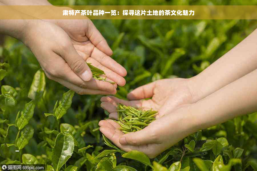 肃特产茶叶品种一览：探寻这片土地的茶文化魅力