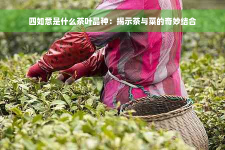 四如意是什么茶叶品种：揭示茶与菜的奇妙结合