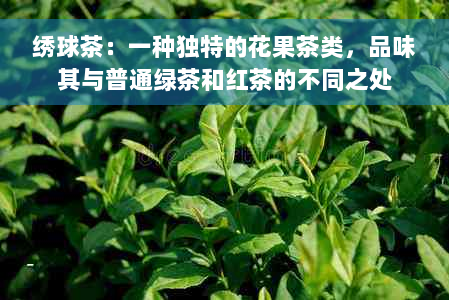 绣球茶：一种独特的花果茶类，品味其与普通绿茶和红茶的不同之处