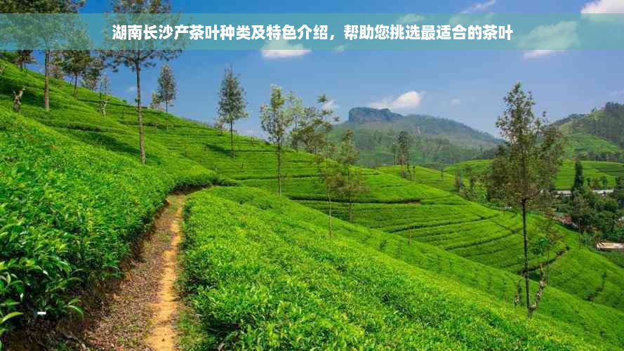 湖南长沙产茶叶种类及特色介绍，帮助您挑选最适合的茶叶