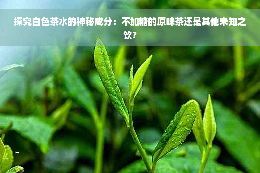 探究白色茶水的神秘成分：不加糖的原味茶还是其他未知之饮？