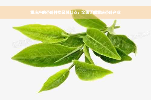 重庆产的茶叶种类及其特点：全面了解重庆茶叶产业