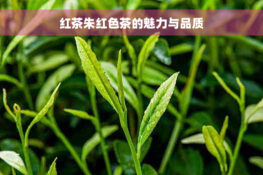 红茶朱红色茶的魅力与品质