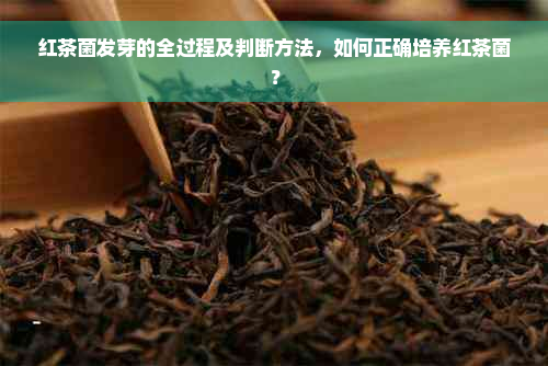 红茶菌发芽的全过程及判断方法，如何正确培养红茶菌？