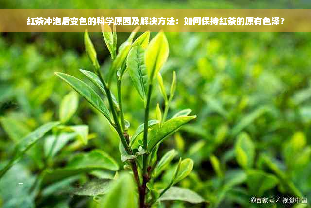 红茶冲泡后变色的科学原因及解决方法：如何保持红茶的原有色泽？