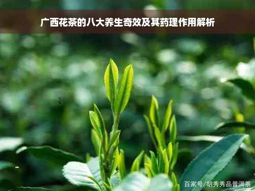 广西花茶的八大养生奇效及其药理作用解析