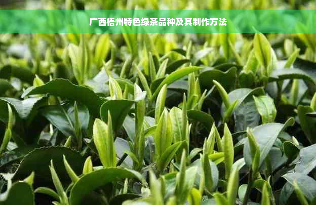 广西梧州特色绿茶品种及其制作方法