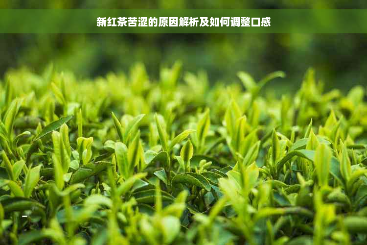 新红茶苦涩的原因解析及如何调整口感