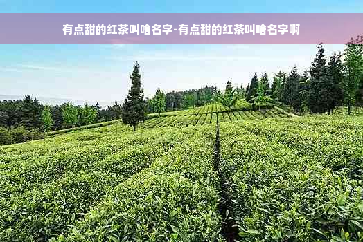 有点甜的红茶叫啥名字-有点甜的红茶叫啥名字啊