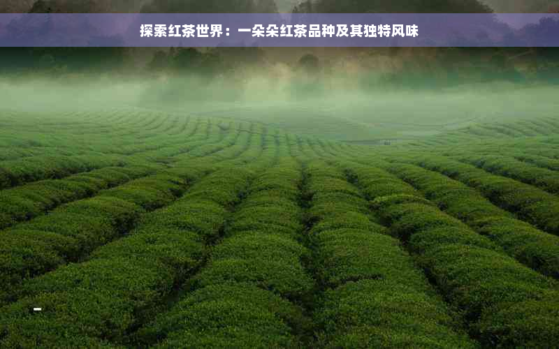 探索红茶世界：一朵朵红茶品种及其独特风味