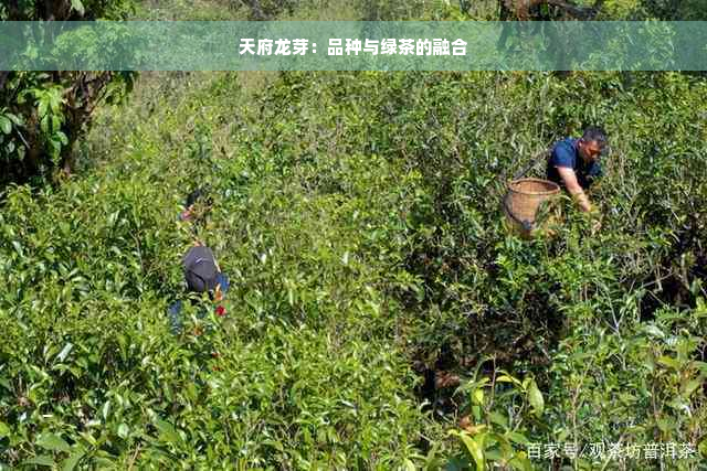 天府龙芽：品种与绿茶的融合