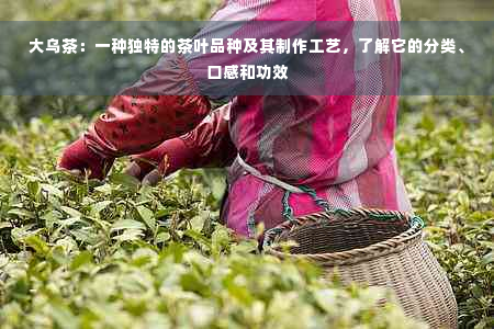 大乌茶：一种独特的茶叶品种及其制作工艺，了解它的分类、口感和功效