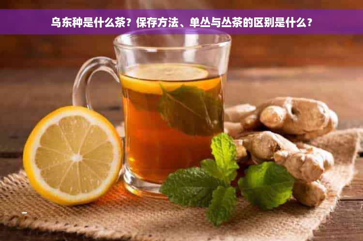 乌东种是什么茶？保存方法、单丛与丛茶的区别是什么？