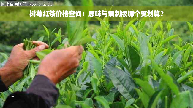 树莓红茶价格查询：原味与调制版哪个更划算？