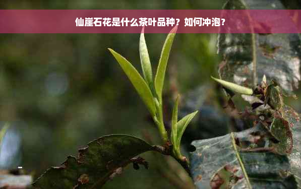 仙崖石花是什么茶叶品种？如何冲泡？