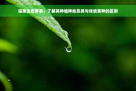 探索生态野茶：了解其种植种类及其与传统茶种的区别