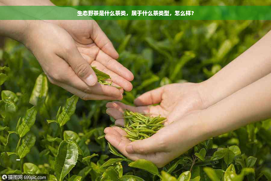 生态野茶是什么茶类，属于什么茶类型，怎么样？