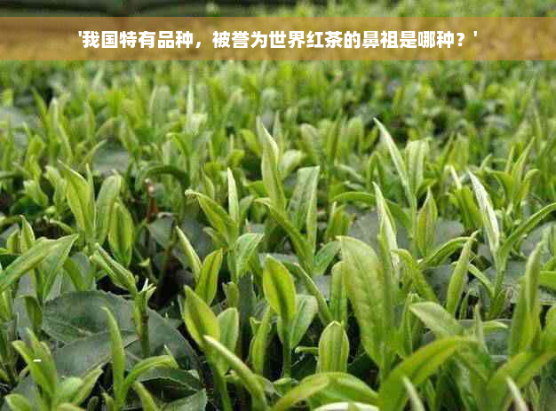 '我国特有品种，被誉为世界红茶的鼻祖是哪种？'