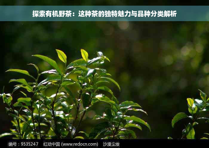 探索有机野茶：这种茶的独特魅力与品种分类解析