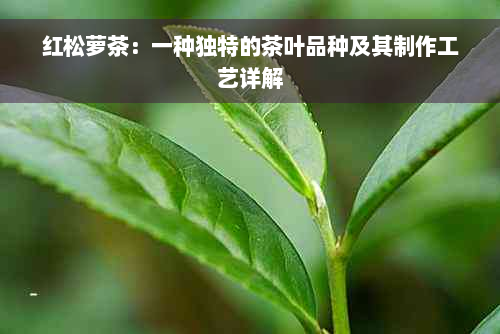 红松萝茶：一种独特的茶叶品种及其制作工艺详解