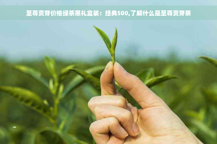 至尊贡芽价格绿茶恩礼盒装：经典500,了解什么是至尊贡芽茶