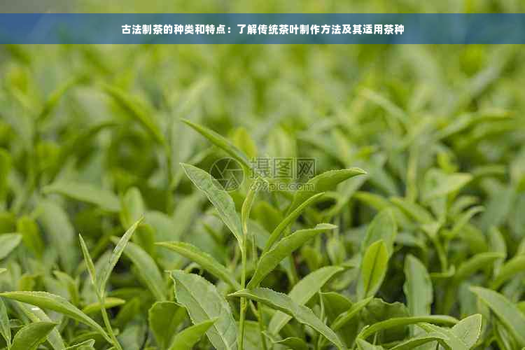 古法制茶的种类和特点：了解传统茶叶制作方法及其适用茶种