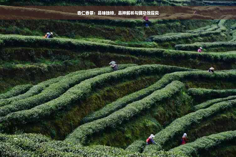 杏仁香茶：品味独特，品种解析与健功效探究