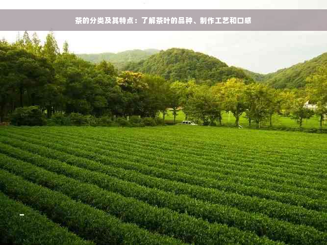 茶的分类及其特点：了解茶叶的品种、制作工艺和口感