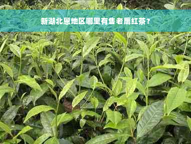 新湖北恩地区哪里有售老鹰红茶？