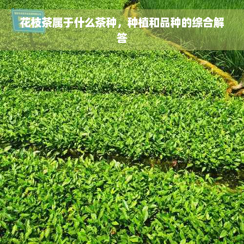 花枝茶属于什么茶种，种植和品种的综合解答