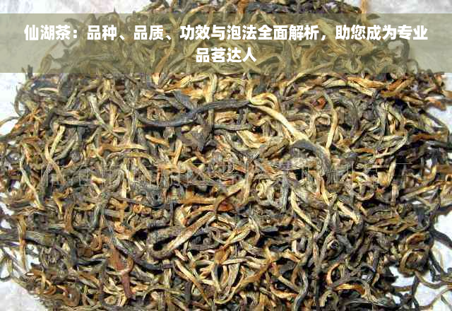 仙湖茶：品种、品质、功效与泡法全面解析，助您成为专业品茗达人