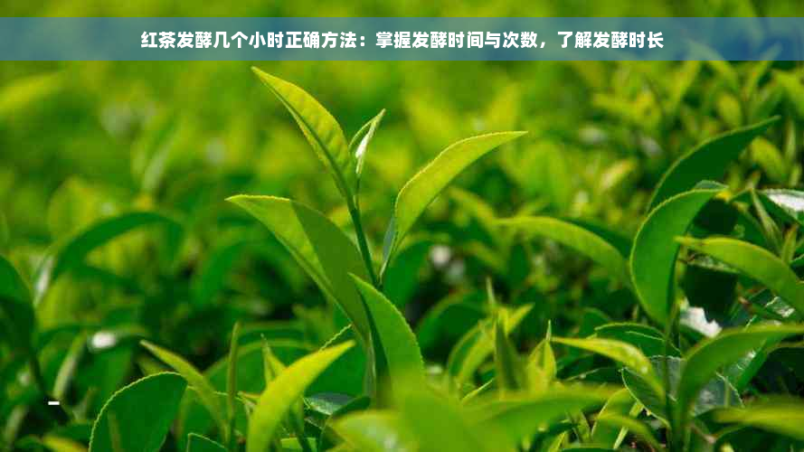 红茶发酵几个小时正确方法：掌握发酵时间与次数，了解发酵时长