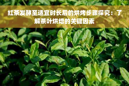 红茶发酵至适宜时长后的烘烤步骤探究：了解茶叶烘焙的关键因素