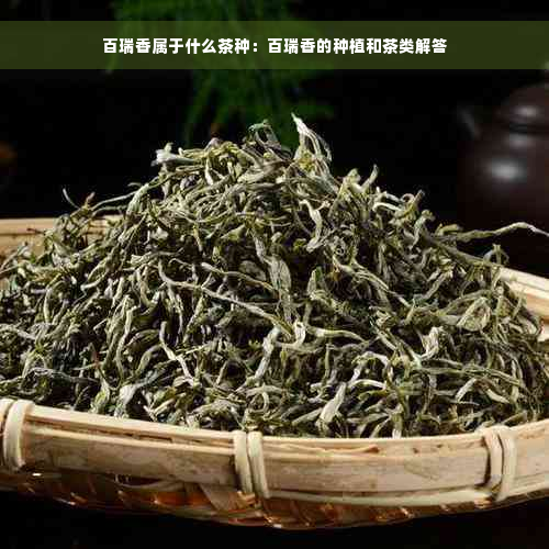 百瑞香属于什么茶种：百瑞香的种植和茶类解答