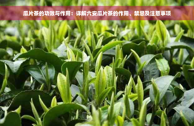 瓜片茶的功效与作用：详解六安瓜片茶的作用、禁忌及注意事项