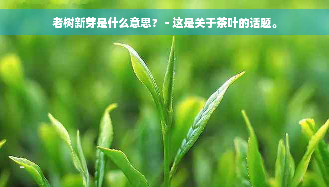 老树新芽是什么意思？ - 这是关于茶叶的话题。