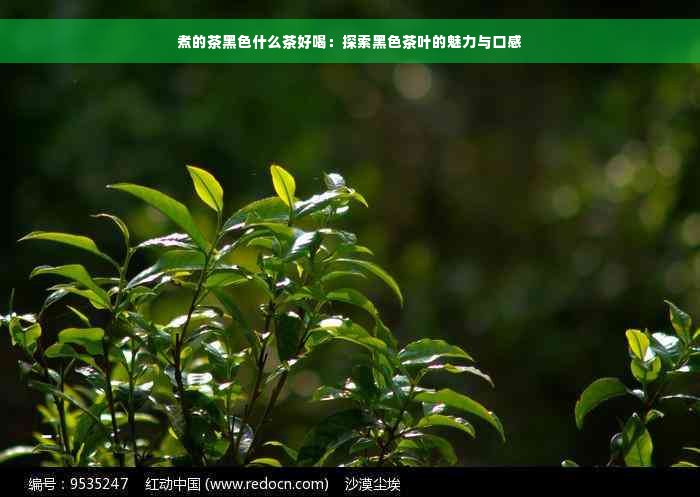 煮的茶黑色什么茶好喝：探索黑色茶叶的魅力与口感