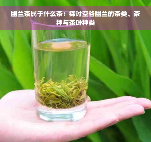 幽兰茶属于什么茶：探讨空谷幽兰的茶类、茶种与茶叶种类