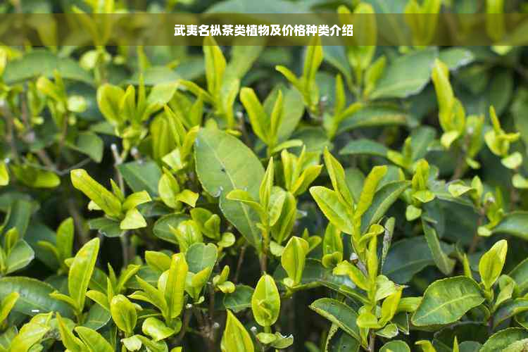 武夷名枞茶类植物及价格种类介绍