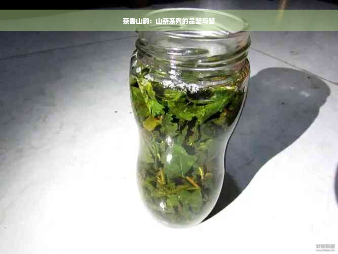 茶香山韵：山茶系列的品鉴与鉴