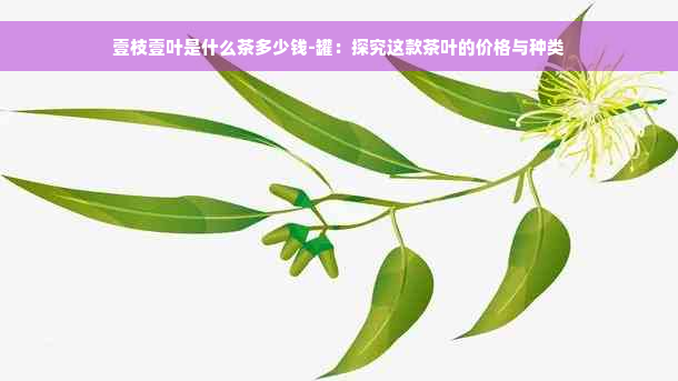 壹枝壹叶是什么茶多少钱-罐：探究这款茶叶的价格与种类